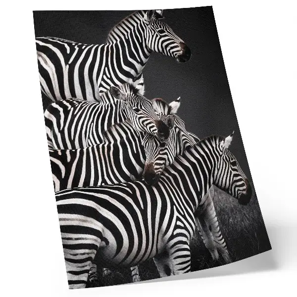 Póster de cebra con líneas verticales diseño en blanco y negro con colores saturados