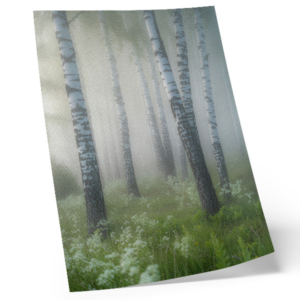 Póster Abedules en la niebla, corteza blanca, hierba verde