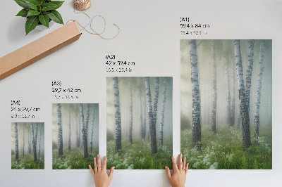 Póster Abedules en la niebla, corteza blanca, hierba verde