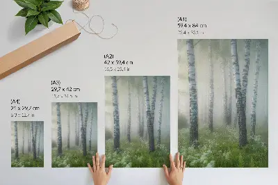 Póster de abedules en la niebla con corteza blanca y hierba verde