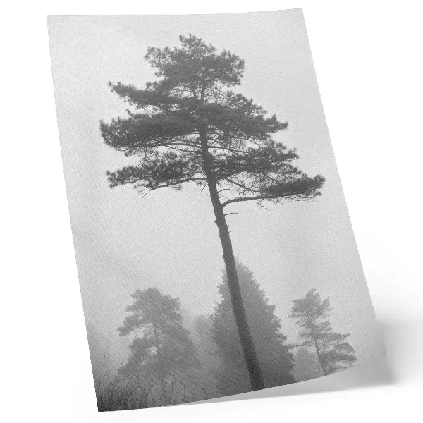 Póster árbol blanco y negro en la niebla con diseño de silencio