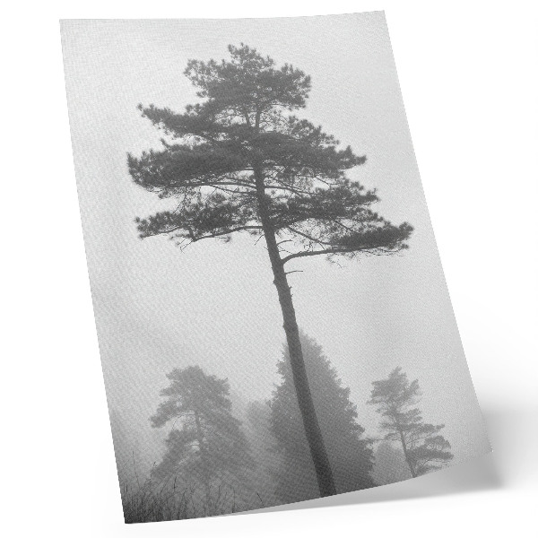 Póster Árbol blanco y negro en la niebla, silencio único