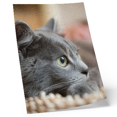 Lámina artística de alta calidad gato gris con ojos verdes en primer plano