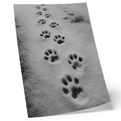 Póster con colores saturados Huellas de patas en la nieve blanca: un toque de misterio.