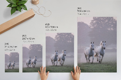 Lienzo decorativo moderno con caballos blancos en la niebla matutina dentro de un entorno natural