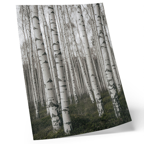 Póster Bosque de abedules en tonos blancos y negros