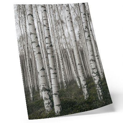 Póster Bosque de abedules en tonos blancos y negros