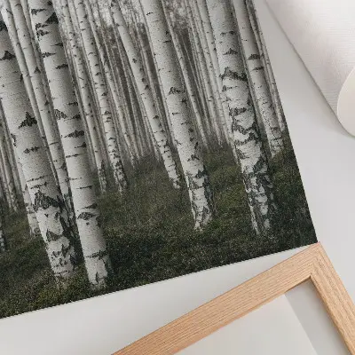 Póster bosque de abedules en blanco y negro