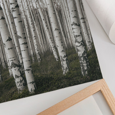 Póster Bosque de abedules en tonos blancos y negros