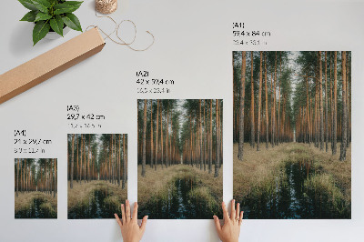 Lienzo decorativo moderno Sencillo paisaje forestal, bosque alto, simetría