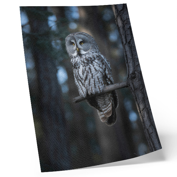 Póster Búho del bosque oscuro bajo los focos
