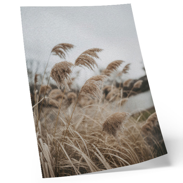 Póster Delicadas briznas de hierba, atmósfera marrón grisácea de la naturaleza.