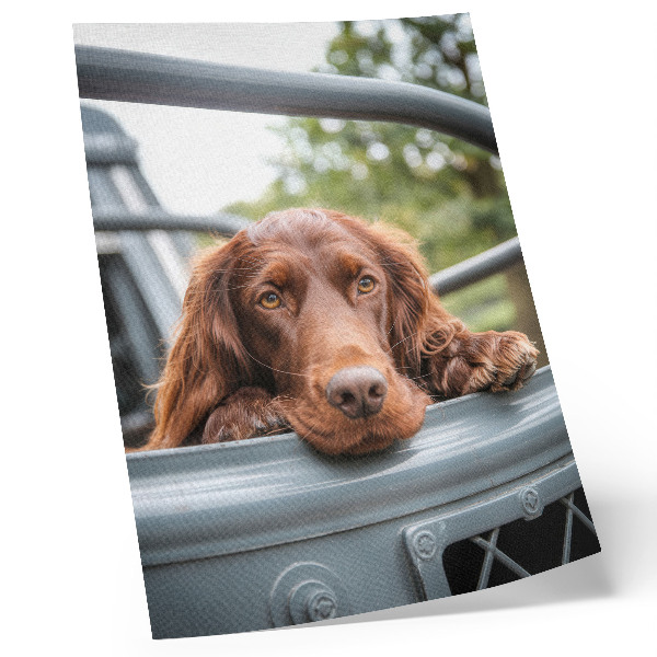 Póster de perro marrón junto al vehículo con árboles verdes con colores saturados