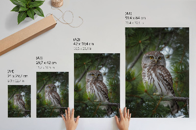 Lienzo decorativo moderno búho sobre una rama de pino que transmite naturaleza, paz y armonía