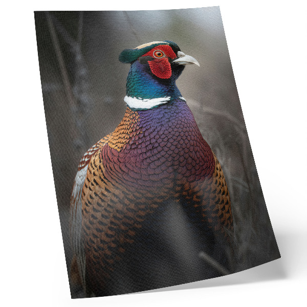 Póster plumas de faisán con colores intensos y diseño de paz