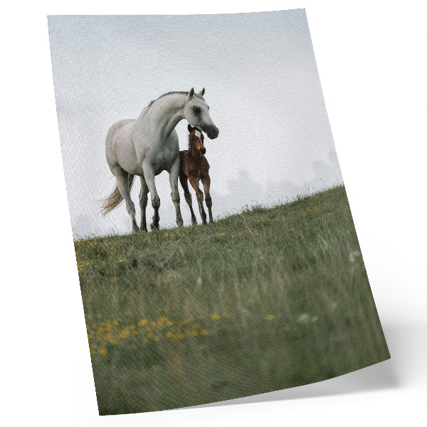 Póster con caballos en la naturaleza con colores saturados y vista relajante