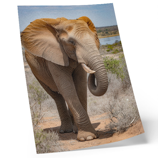 Póster con colores saturados Elefante en la sabana, majestuosa naturaleza africana.
