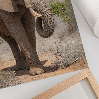 Póster con colores saturados Elefante en la sabana, majestuosa naturaleza africana.
