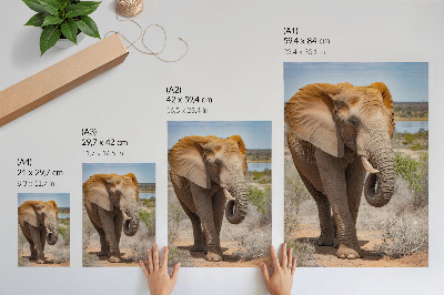 Póster con colores saturados Elefante en la sabana, majestuosa naturaleza africana.