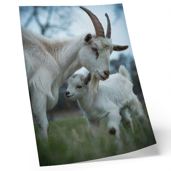 Póster Cabras con la naturaleza como telón de fondo, llenas de paz y armonía.