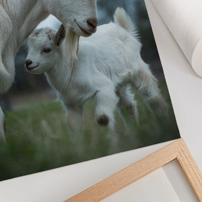 Póster Cabras con la naturaleza como telón de fondo, llenas de paz y armonía.