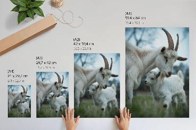 Póster Cabras con la naturaleza como telón de fondo, llenas de paz y armonía.