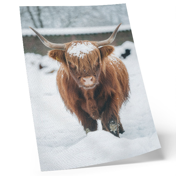 Lámina artística de alta calidad Ganado en la nieve: el contraste entre animal y naturaleza.