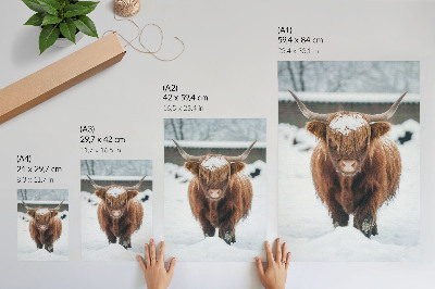 Lámina artística de alta calidad Ganado en la nieve: el contraste entre animal y naturaleza.
