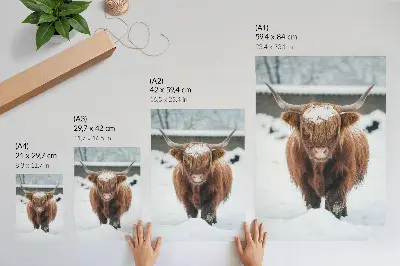 Lámina artística Ganado en la nieve ilustración de alto contraste entre animal y naturaleza