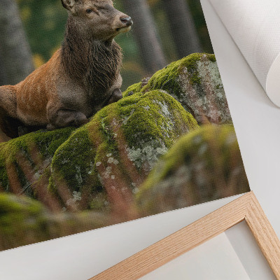 Póster un majestuoso ciervo en un entorno forestal