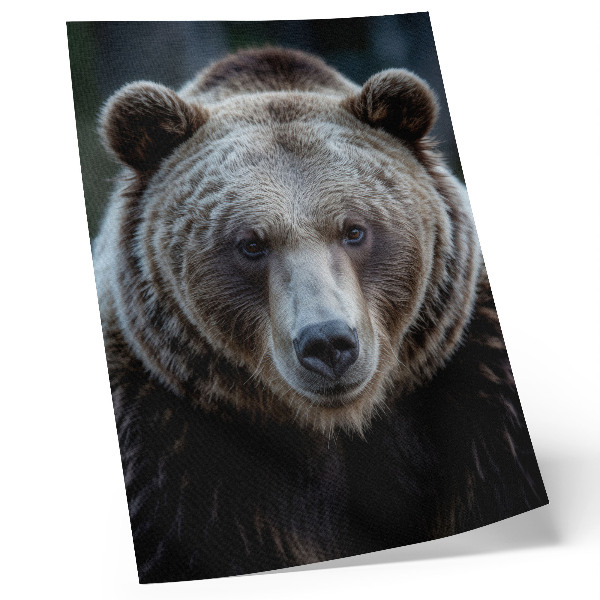 Póster Retrato realista de un oso, tranquilo y fuerte.