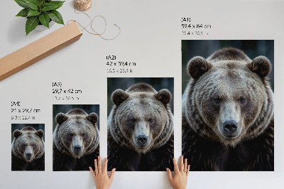 Póster Retrato realista de un oso, tranquilo y fuerte.