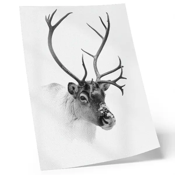 Póster de renos majestuosos con diseño de alto contraste en blanco y negro y colores saturados