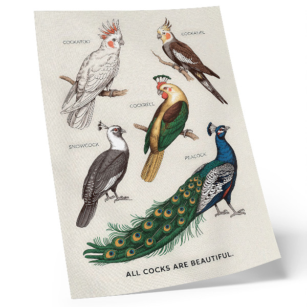 Lámina artística de alta calidad Pájaros elegantes, plumas, colores diversos