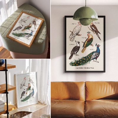 Lámina artística de alta calidad Pájaros elegantes, plumas, colores diversos