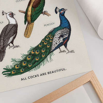 Lámina artística de alta calidad Pájaros elegantes, plumas, colores diversos