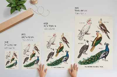 Lámina artística de alta calidad Pájaros elegantes, plumas, colores diversos