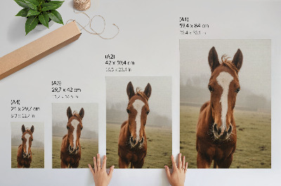 Lámina artística de caballos en tonos marrones y blancos en perspectiva de alta calidad