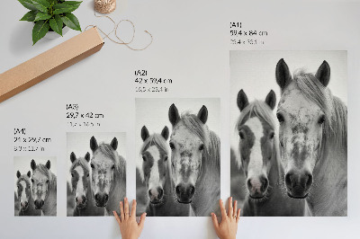 Lámina artística de caballos fotografía monocromática elegante