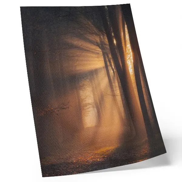 Póster mágica luz con árboles del bosque, rayos de sol y paz