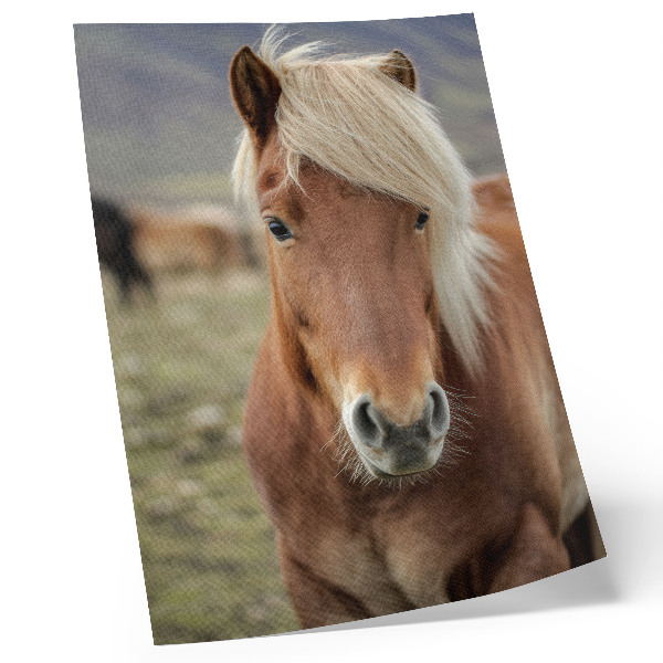 Póster caballo islandés de pelaje marrón y crin clara