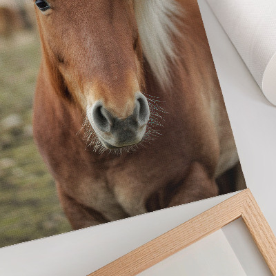 Póster caballo islandés de pelaje marrón y crin clara