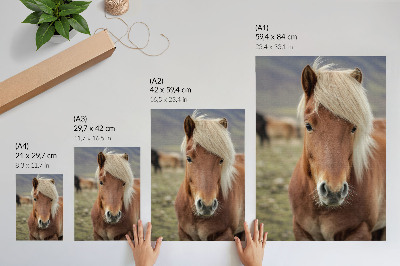 Póster caballo islandés de pelaje marrón y crin clara