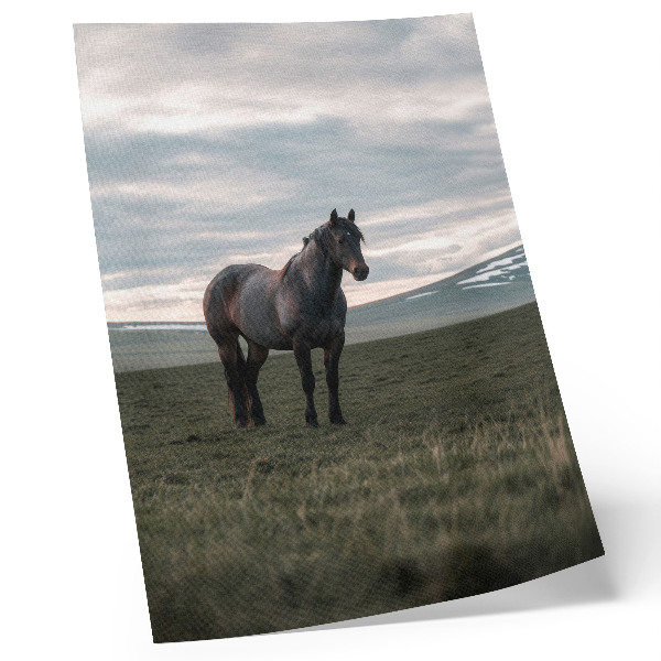 Póster de caballo en el prado con colores saturados, nubes, mañana y armonía de la naturaleza