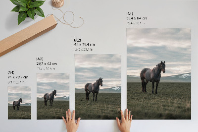 Póster de caballo en el prado con colores saturados, nubes, mañana y armonía de la naturaleza