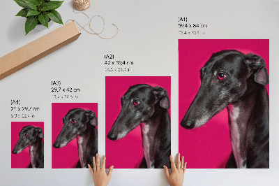 Lienzo decorativo moderno Un perro blanco y negro sobre un fondo rosa intenso.