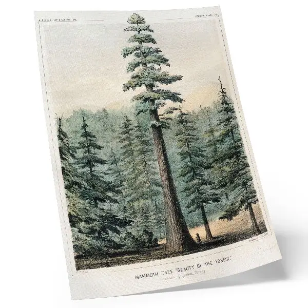 Póster de Wellingtonia árbol gigantesco sobre el bosque con un hombre a sus pies en colores saturados