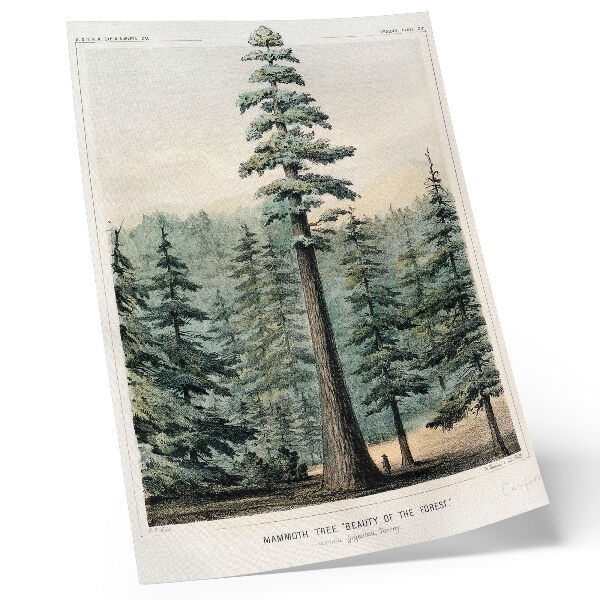 Póster con colores saturados Wellingtonia, un árbol gigantesco que se alza imponente sobre el bosque circundante, con un hombre a sus pies.