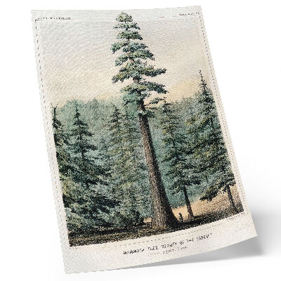 Póster con colores saturados Wellingtonia, un árbol gigantesco que se alza imponente sobre el bosque circundante, con un hombre a sus pies.