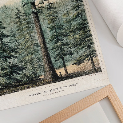 Póster con colores saturados Wellingtonia, un árbol gigantesco que se alza imponente sobre el bosque circundante, con un hombre a sus pies.